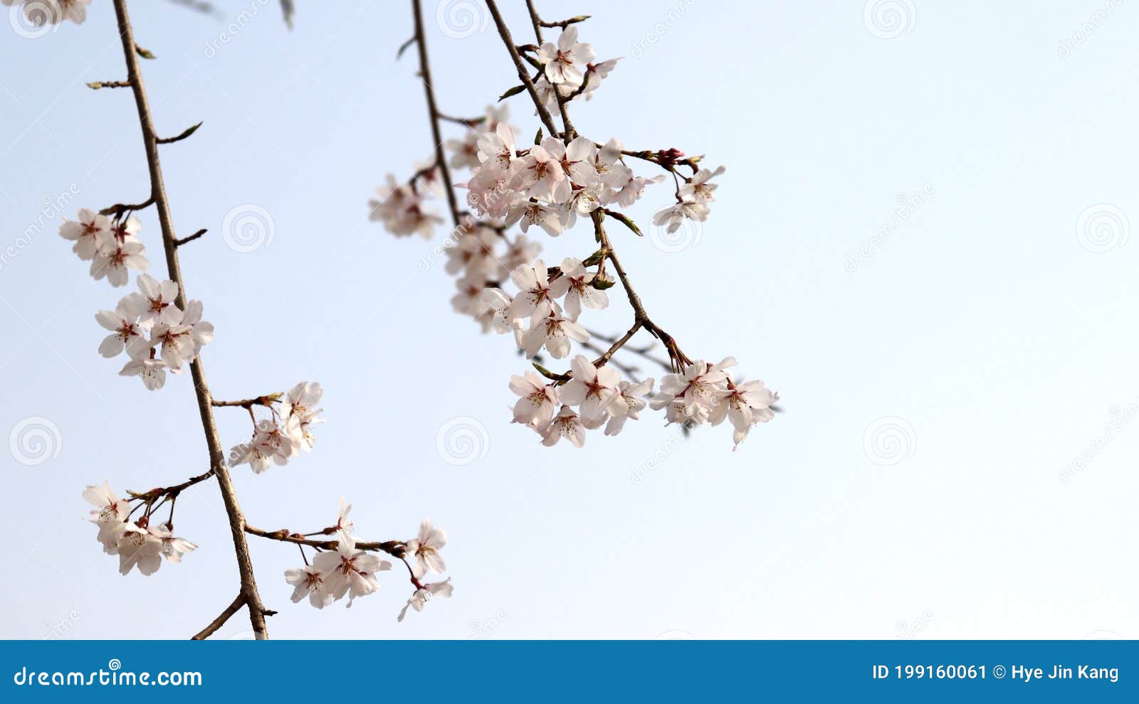 droopingÃÂ branchesÃÂ ofÃÂ cherryÃÂ treesÃÂ onÃÂ theÃÂ blueÃÂ skyÃÂ background. spring flower festival image.